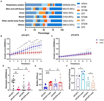 Frontiers Staphylococcus Aureus ST1 Promotes Persistent Urinary Tract   1101754 Thumb 400 